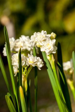 Küçük beyaz Narcissus çiçekleri kışın soğanlarından uzun saplanarak çiçek açar..