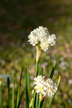 Küçük beyaz Narcissus çiçekleri kışın soğanlarından uzun saplanarak çiçek açar..