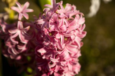 Pembe sümsük çiçekleri pembeyle açar ve sert kış çiçekleridir..