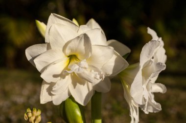 Çifte açan Amaryllis 'in dalgalı taç yaprakları Aralık ayında Beyaz Perili Hippeastrum çiçekleri açar.