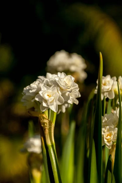 Pequeñas Flores Blancas Narciso Florecen Final Largos Tallos Sus Bulbos —  Fotos de Stock