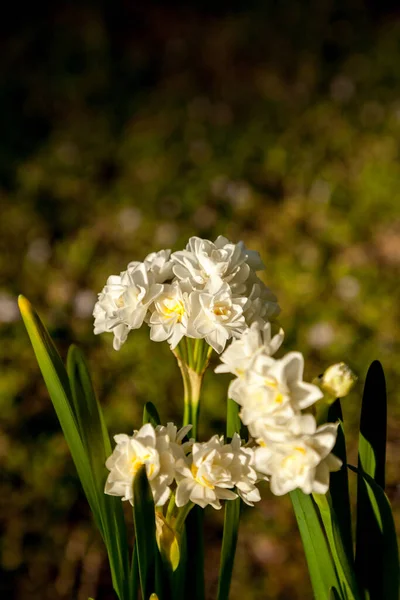 Pequeñas Flores Blancas Narciso Florecen Final Largos Tallos Sus Bulbos —  Fotos de Stock