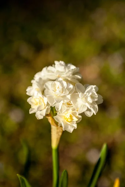 Les Petites Fleurs Blanches Narcisse Fleurissent Extrémité Longues Tiges Leurs — Photo