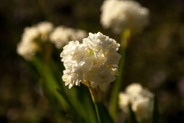 Pequeñas Flores Blancas Narciso Florecen Final Largos Tallos Sus Bulbos —  Fotos de Stock