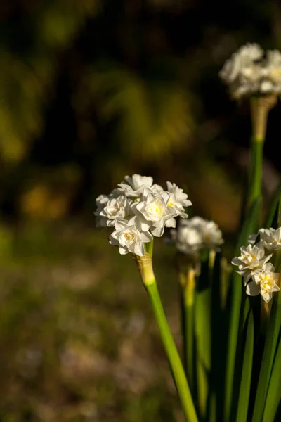 Pequeñas Flores Blancas Narciso Florecen Final Largos Tallos Sus Bulbos —  Fotos de Stock