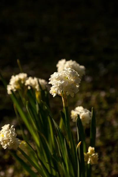 Les Petites Fleurs Blanches Narcisse Fleurissent Extrémité Longues Tiges Leurs — Photo