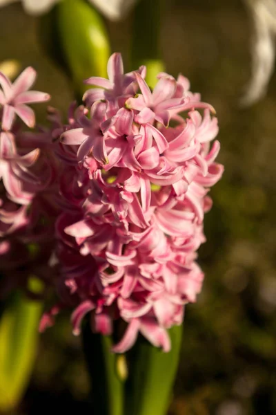 Pink Surprise Hyacinth Flowers Bloom Pink Hardy Winter Flowers — Stock Photo, Image