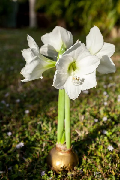 Weiße Matterhorn Amaryllis Hippeastrum Blüht Dezember — Stockfoto