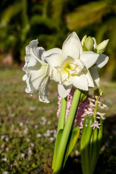 Spuchnięte Płatki Kwitnącej Amaryllis Biała Nimfa Hippeastrum Kwiat Kwitnie Grudniu — Zdjęcie stockowe