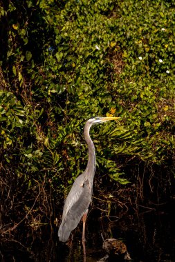 Fort Myers, Florida 'daki Orange River boyunca uzanan bir mangrov ağacının köklerinde Büyük Mavi Heron Ardea kahramanları..
