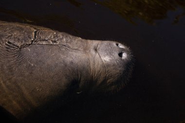Snout of a West Indian manatee Trichechus manatus swimming in the Orange River near a kayak in Fort Myers, Florida. clipart