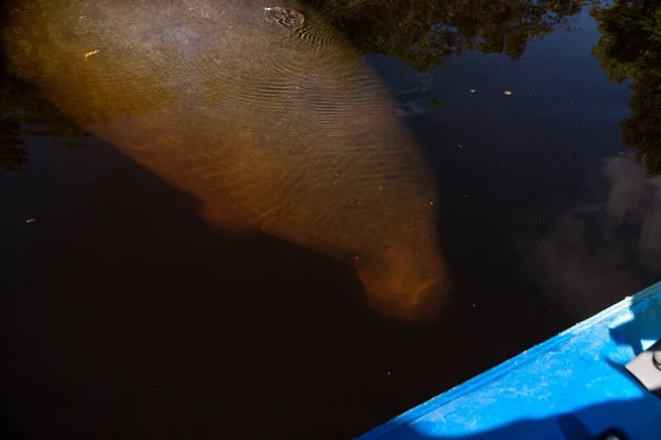 West Indian Manatee Trichechus Manatus Плаває Оранжевій Річці Поблизу Каяка — стокове фото