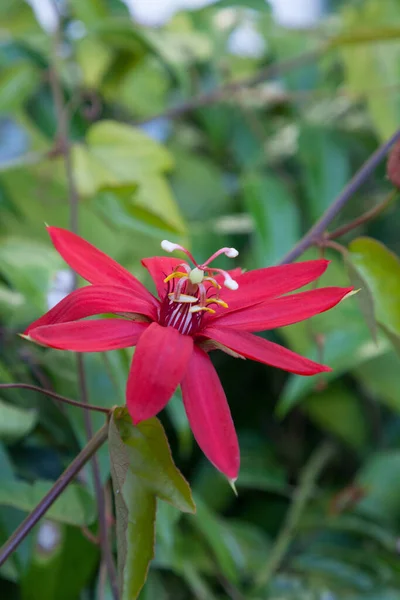 Flor Paixão Escarlate Passiflora Vitifolia Floresce Com Pétalas Vermelhas Uma — Fotografia de Stock