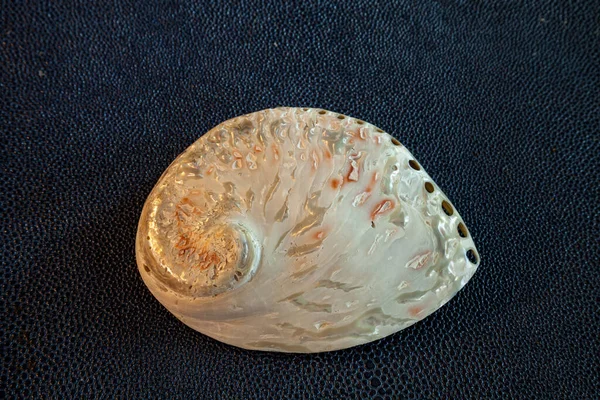 Жемчужно Белая Скорлупа Haliotis Asinina Текстурированном Фоне — стоковое фото