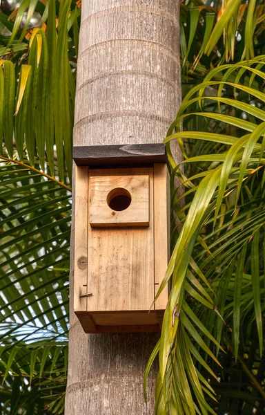 Scatola Nidificazione Birdhouse Attaccata Una Palma Nel Sud Della Florida — Foto Stock