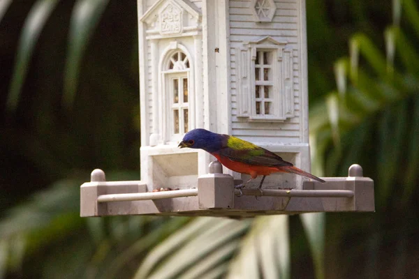 Male painted bunting Passerina ciris bird on a bird feeder in Naples, Florida.