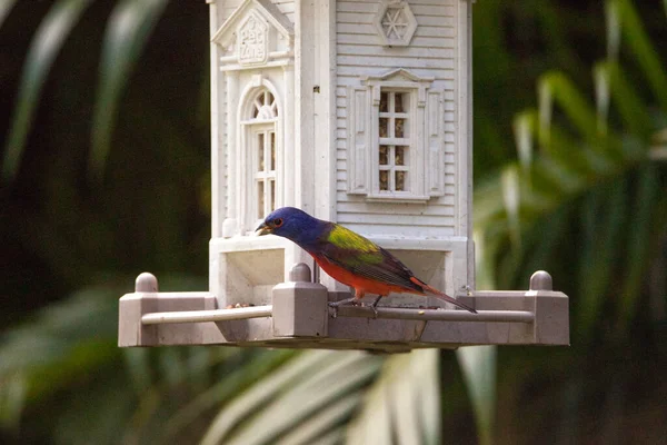 Male painted bunting Passerina ciris bird on a bird feeder in Naples, Florida.