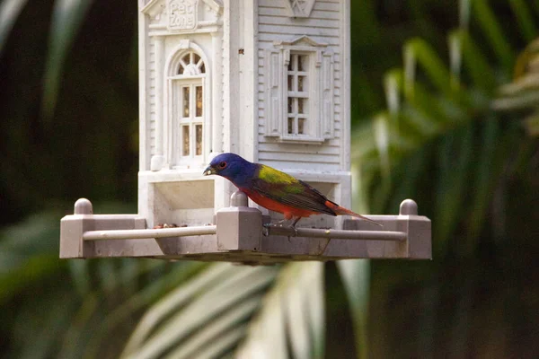 Male painted bunting Passerina ciris bird on a bird feeder in Naples, Florida.