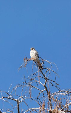 Güneydoğu Amerikalı dişi kerkenez Falco Sparverius Paulus Napoli, Florida 'da bir ağaç dalına tünedi.