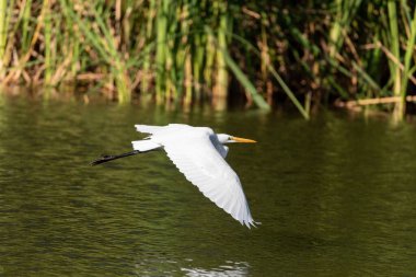 Büyük beyaz balıkçıl Ardea alba Napoli, Florida 'da bir göletin üzerinden uçar.