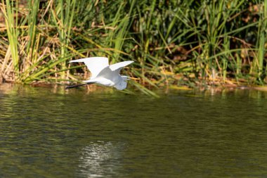 Büyük beyaz balıkçıl Ardea alba Napoli, Florida 'da bir göletin üzerinden uçar.