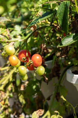 Kiraz domatesleri baharda Güney Kaliforniya 'da bir hidrofonik ekicide yetişir..