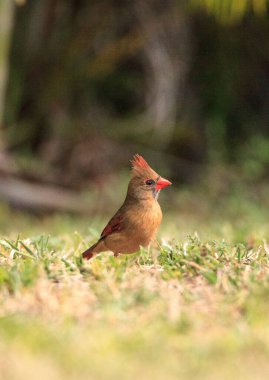 Kadın Kardinal Cardinalis Cardinalis şarkı kuşu Napoli, Florida 'da bir bahçede