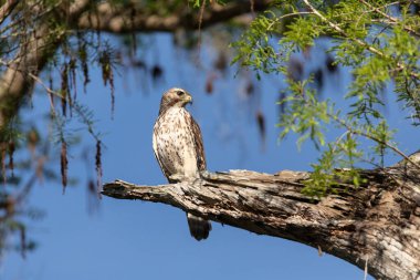Kızıl kuyruklu şahin Buteo jamaicensis kuş Napoli, Florida 'da bir ağaca tünemiş.