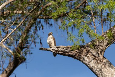 Kızıl kuyruklu şahin Buteo jamaicensis kuş Napoli, Florida 'da bir ağaca tünemiş.
