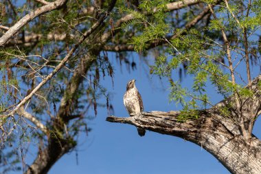 Kızıl kuyruklu şahin Buteo jamaicensis kuş Napoli, Florida 'da bir ağaca tünemiş.