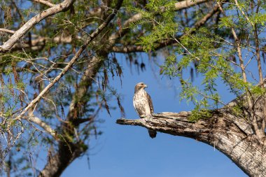 Kızıl kuyruklu şahin Buteo jamaicensis kuş Napoli, Florida 'da bir ağaca tünemiş.