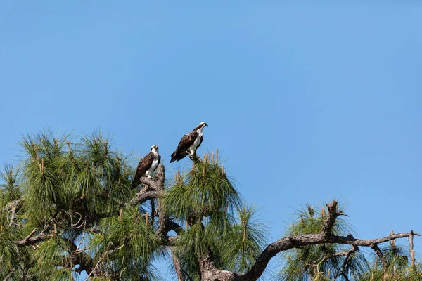 Verpaartes Fischadlerpaar Pandion Haliaetus Greifvogel Einer Kiefer Naples Florida — Stockfoto