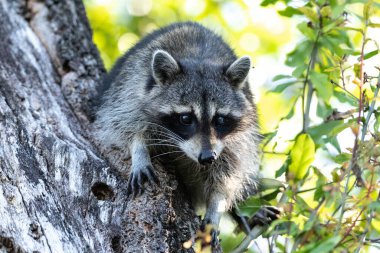 Genç rakun Procyon Lotor Marinus Napoli Florida 'da ormanda yiyecek arıyor..