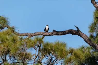 Balık kartalı Pandion haliaetus yırtıcı kuş Napoli, Florida 'da bir çam ağacında.