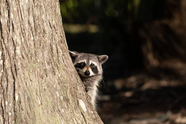 Young Raccoon Procyon Lotor Marinus Forages Food Naples Florida Forest — Stock Photo, Image