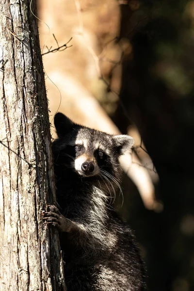 Mapache Joven Procyon Lotor Marinus Forrajes Para Comida Nápoles Florida —  Fotos de Stock