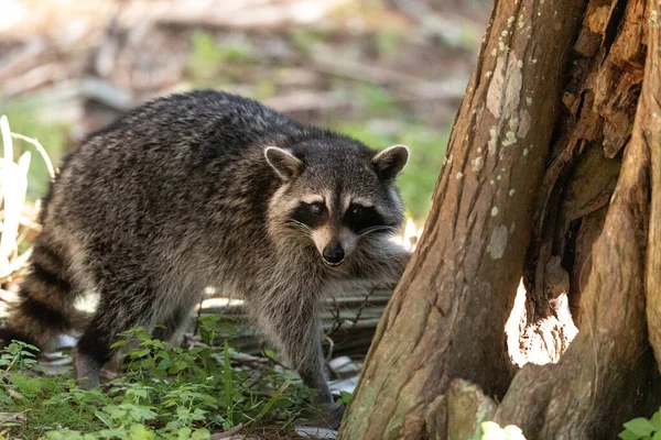 Mapache Joven Procyon Lotor Marinus Forrajes Para Comida Nápoles Florida — Foto de Stock