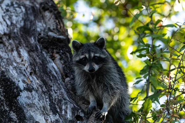 Νεαρό Ρακούν Procyon Lotor Marinus Ζωοτροφές Για Τρόφιμα Στη Νάπολη — Φωτογραφία Αρχείου