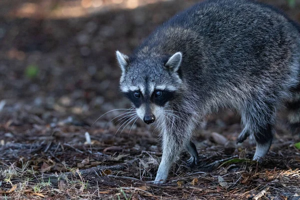 Mapache Joven Procyon Lotor Marinus Forrajes Para Comida Nápoles Florida — Foto de Stock