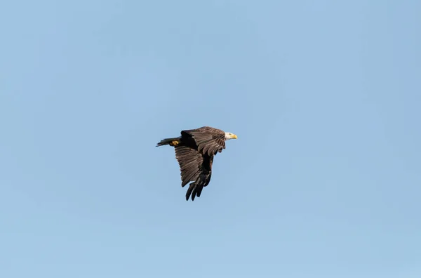 Pygargue Tête Blanche Haliaeetus Leucocephalus Survole Ciel Bleu Naples Floride — Photo