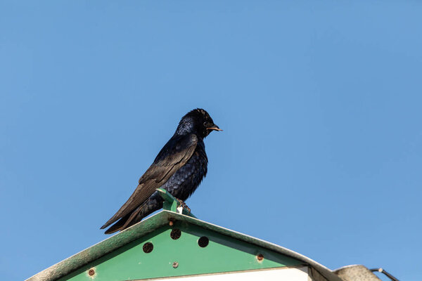 Purple martin bird Progne subis perches on a birdhouse in Marco Island, Florida with a leaf in its beak.