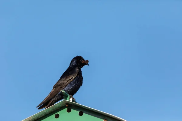 Purple Martin Fågel Progne Subis Abborrar Fågelholk Marco Island Florida — Stockfoto