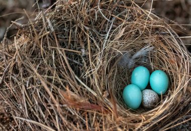Three eastern bluebird eggs Sialia sialis in a nest with a speckled brown headed cowbird egg Molothrus ater in Naples, Florida clipart