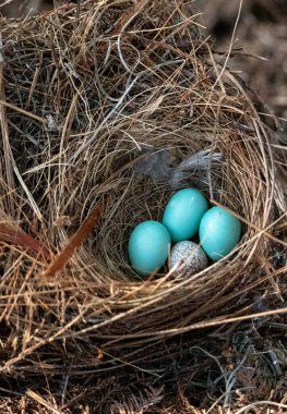 Three eastern bluebird eggs Sialia sialis in a nest with a speckled brown headed cowbird egg Molothrus ater in Naples, Florida clipart