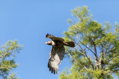 Kızıl kuyruklu şahin Buteo Jamaicensis Napoli, Florida 'da mavi gökyüzünde uçuyor.
