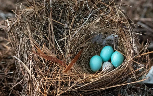 Три Яйця Східного Голубого Птаха Sialia Sialis Гнізді Блискучим Коричневим — стокове фото
