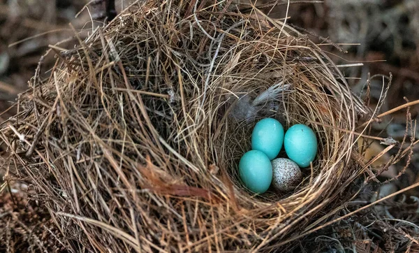 Drei Östliche Blauvogeleier Sialia Sialis Einem Nest Mit Einem Gefleckten — Stockfoto