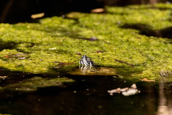 Südliche Schildkröte Chrysemys Picta Lugt Aus Dem Algengefüllten Wasser Eines — Stockfoto