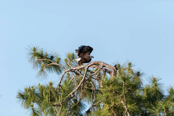 広範な翼は彼のはげワシを助けるハリエトゥス ルコセファルスは フロリダ州ナポリの木から離陸 — ストック写真