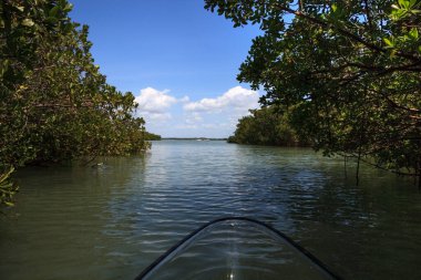 Mangroves, Florida 'daki Bonita Springs' teki Aşıklar Anahtarı 'nda temiz bir kano sularının içinden geçerken su hattını çiziyor..